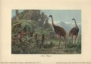 Moa birds, Dinornis robustus, being hunted