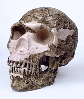 Modern Homo sapiens skull (Skhul V) Modern Homo sapiens skull (Skhul V)