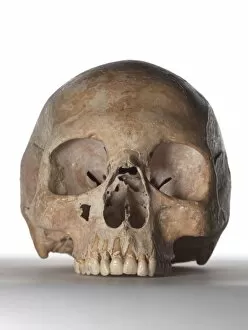 Homo Gallery: Modern human skull