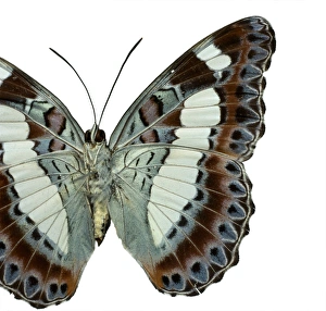 <b class=qtipBold><figcaption>Moduza nuydai, butterfly</figcaption></b><br>Photograph of the Moduza nuydai, Family Nymphalidae (Limenitidinae). Photographed by Harry Taylor. Date:<br><em>© Mary Evans / Natural History Museum</em> Moduza nuydai, butterfly