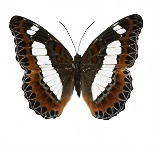 <b class=qtipBold><figcaption>Moduza nuydai, butterfly</figcaption></b><br>Photograph of the Moduza nuydai, Family Nymphalidae (Limenitidinae). Photographed by Harry Taylor. Date:<br><em>© Mary Evans / Natural History Museum</em> Moduza nuydai, butterfly