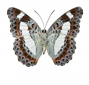 <b class=qtipBold><figcaption>Moduza nuydai, butterfly</figcaption></b><br>Photograph of the Moduza nuydai, Family Nymphalidae (Limenitidinae). Photographed by Harry Taylor. Date:<br><em>© Mary Evans / Natural History Museum</em> Moduza nuydai, butterfly