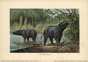 Moeritherium, extinct genus of prehistoric