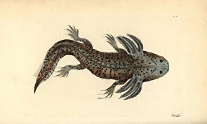 Mole salamander or wooper looper, Ambystoma Mole salamander or wooper looper, Ambystoma
