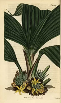 Latifolia Gallery: Molineria latifolia