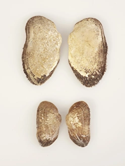 Mollusc, Arca (Barbatia) novaezelandiae Mollusc, Arca (Barbatia) novaezelandiae