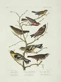 Related Images Gallery: Molothrus ater, Passerella iliaca, Carpodacus mexicanus, Pas
