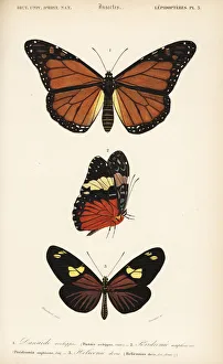 Monarch, red cracker and doris longwing butterflies Monarch, red cracker and doris longwing butterflies