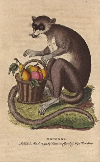 Mongooz or mongoose with a basket of ripe fruit Mongooz or mongoose with a basket of ripe fruit