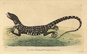 Monitor or monitory lizard, Lacerta monitor Monitor or monitory lizard, Lacerta monitor
