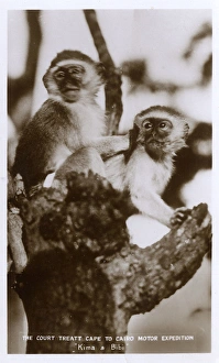 Monkeys Kima and Bibi, Victoria Falls, South Africa Monkeys Kima and Bibi, Victoria Falls, South Africa