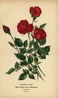 Monthly rose, Rosa chinensis var. semperflorens Monthly rose, Rosa chinensis var. semperflorens