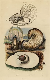 Moon snail and nautilus