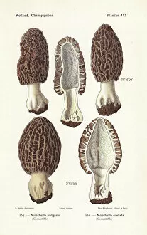 Leon Collection: Morel mushrooms