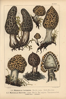 Morel mushrooms: Morchella lutescens, Morchella Morel mushrooms: Morchella lutescens, Morchella