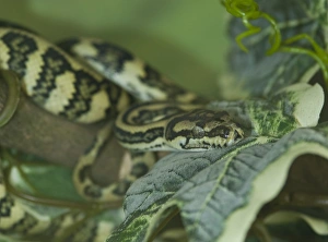 Morelia spilota, Jaguar carpet python Morelia spilota, Jaguar carpet python