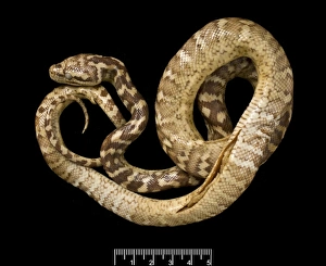 Morelia spilota variegata, carpet python Morelia spilota variegata, carpet python