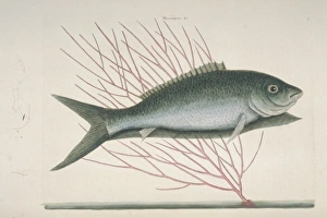Mormyrus ex cinereo nigricans, bone-fish Mormyrus ex cinereo nigricans, bone-fish