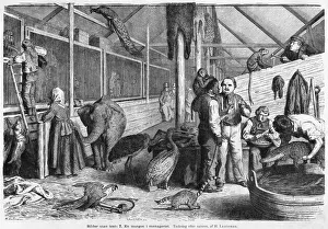 Activities Gallery: Morning in Menagerie