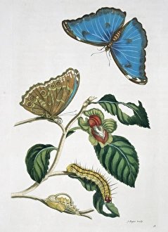 Morpho menelaus, blue morpho butterfly Morpho menelaus, blue morpho butterfly