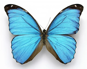 Morpho menelaus, Cramers blue butterfly Morpho menelaus, Cramers blue butterfly