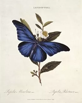 Hexapod Gallery: Morpho rhetenor, blue morpho butterfly