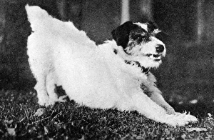 Morty the dog, mascot of WW1 Morty the dog, mascot of WW1