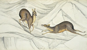 Moschus chrysogaster, alpine musk deer Moschus chrysogaster, alpine musk deer