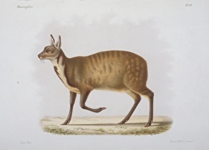 Moschus moschiferus, Siberian musk deer Moschus moschiferus, Siberian musk deer
