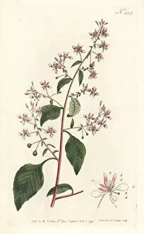 Sansom Gallery: Mosquito flower or Mexican lopezia, Lopezia racemosa
