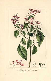Mosquito flower or pink brush, Lopezia racemosa Mosquito flower or pink brush, Lopezia racemosa