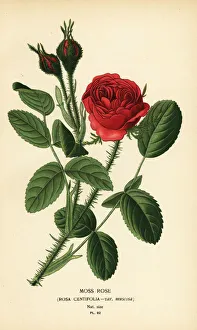 Moss rose, Rosa centifolia var. muscosa Moss rose, Rosa centifolia var. muscosa