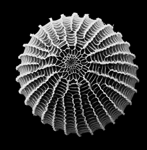 <b class=qtipBold><figcaption>Moth egg</figcaption></b><br>Scanning electron microscope (SEM) image of a moth egg (x 90). The caterpillar emerges by chewing through the shell. Date:<br><em>© Mary Evans / Natural History Museum</em> Moth egg