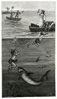 Mother of pearl divers attacked by a shark, Tahiti Mother of pearl divers attacked by a shark, Tahiti
