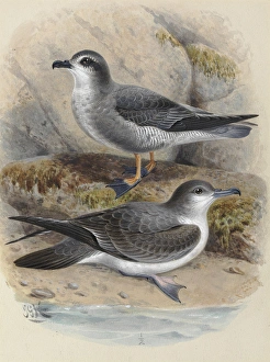 Phyllostomidae Gallery: Inexpectata Collection