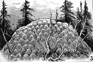 Mound of Deposits from Fountain, Yellowstone, 1883 Mound of Deposits from Fountain, Yellowstone, 1883
