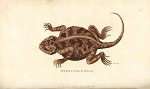 Mountain horned lizard, Phrynosoma orbiculare Mountain horned lizard, Phrynosoma orbiculare