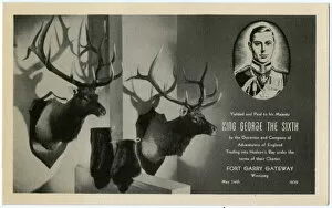 Terms Gallery: Two Mounted Stag heads and Beaver pelts given to King George