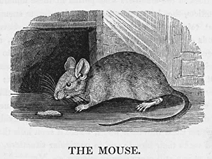 <b class=qtipBold><figcaption>Mouse (Bewick)</figcaption></b><br>mus musculus - COMMON MOUSE terror of housemaids, target of mousetrap-makers, prey of cats and farmers' wives - but we all have a sneaking fond- ness for this cute creature.<br><em>© Mary Evans Picture Library</em> Mouse (Bewick)
