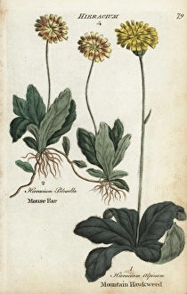 Mouse ear hawkweed and mountain hawkweed Mouse ear hawkweed and mountain hawkweed