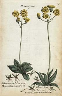 Mouse ear hawkweed and narrow-leaved hawkweed Mouse ear hawkweed and narrow-leaved hawkweed