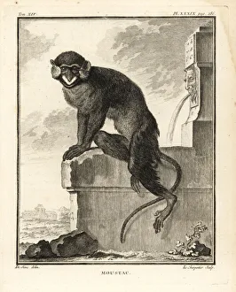 Moustached guenon or moustached monkey, Cercopithecus cephus Moustached guenon or moustached monkey, Cercopithecus cephus