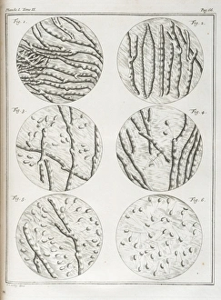 <b class=qtipBold><figcaption>Movement of sperm and seminal fluid</figcaption></b><br>Movement of sperm and seminal fluid. Engraving by J. vander Schley, from Pierre de Hondt, Histoire Naturelle generale et particuliere avec la description du Cabinet du Roy. Plate 1, Volume 2. Date: 1750<br><em>© The John Innes Centre/The John Innes Foundation/Mary Evans</em> Movement of sperm and seminal fluid