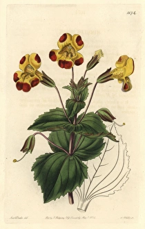Mr Smiths monkey flower, Mimulus smithii Mr Smiths monkey flower, Mimulus smithii