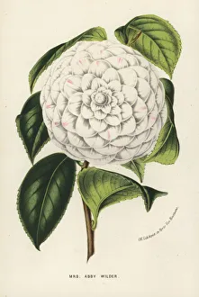 Mrs. Abby Wilder, hybrid camellia, Camellia japonica Mrs. Abby Wilder, hybrid camellia, Camellia japonica