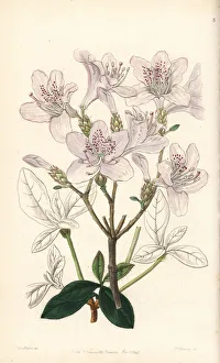 Mrs. Farrer's rhododendron, Rhododendron farrerae Mrs. Farrer's rhododendron, Rhododendron farrerae