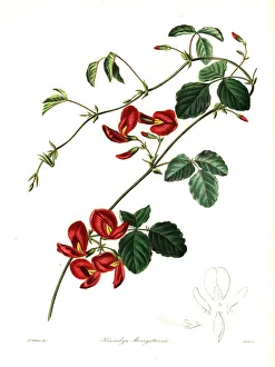 Mrs Marryatt's kennedya, Kennedya marryattiana Mrs Marryatt's kennedya, Kennedya marryattiana