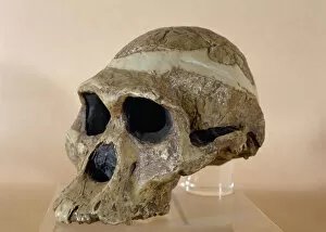 Hominid Gallery: Mrs. Ples skull
