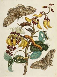 Mucuna with insects in different life stages Mucuna with insects in different life stages