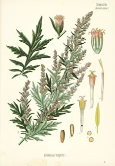 Plants Gallery: Mugwort, Artemisia vulgaris